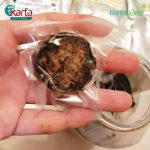 Earth Herbs Bentong Ginger Longan Red Date Molasses Concoction 325g  (Clearance Sales – EXP: MAR 2026)